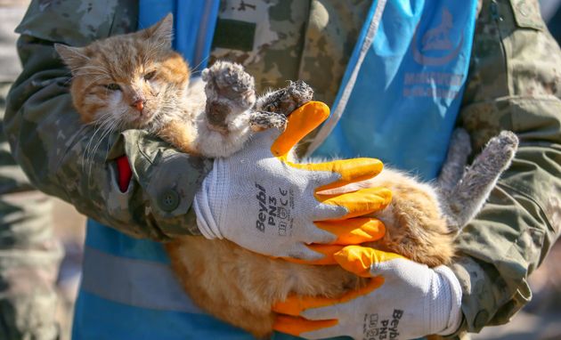 救出された、怪我を負った猫（トルコ）