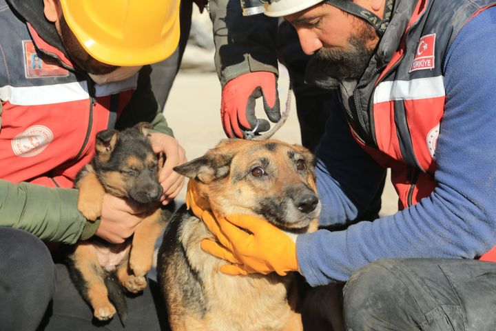 地震発生から約124時間後、子犬2匹とその母親が救出された（トルコ）