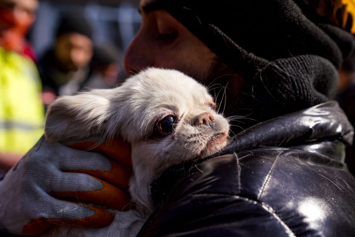 2月10日に救出された犬（トルコ）