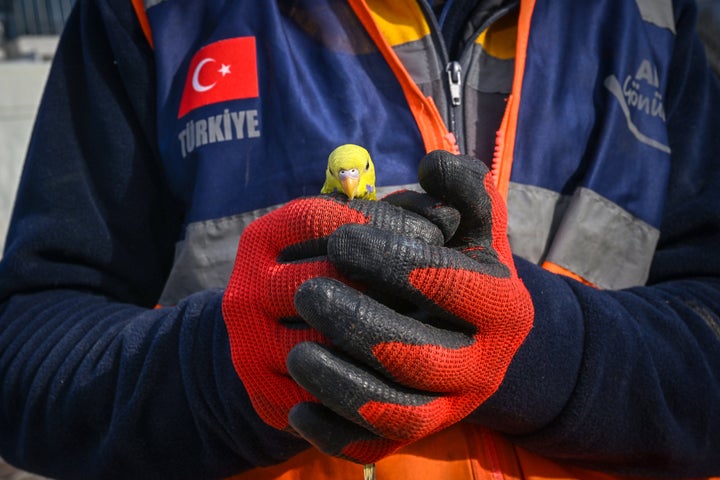 地震発生から5日後に救出されたこのインコは、「ミラクル（奇跡）」と名付けられた（トルコ）