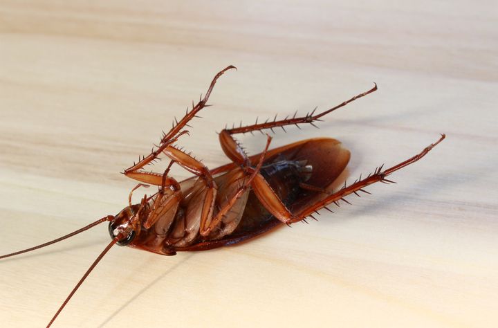 Cockroach in Thailand