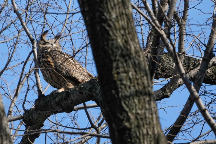 Flaco surveys the park earlier this month.