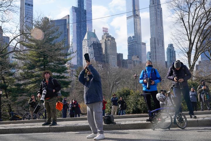 A crowd gathers to gawk at Flaco on Feb. 6 in New York City's Central Park.