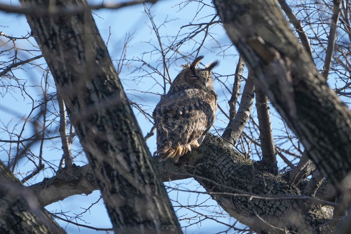 Though Flaco has been seen hunting on his own, he still faces many dangers in the wild.