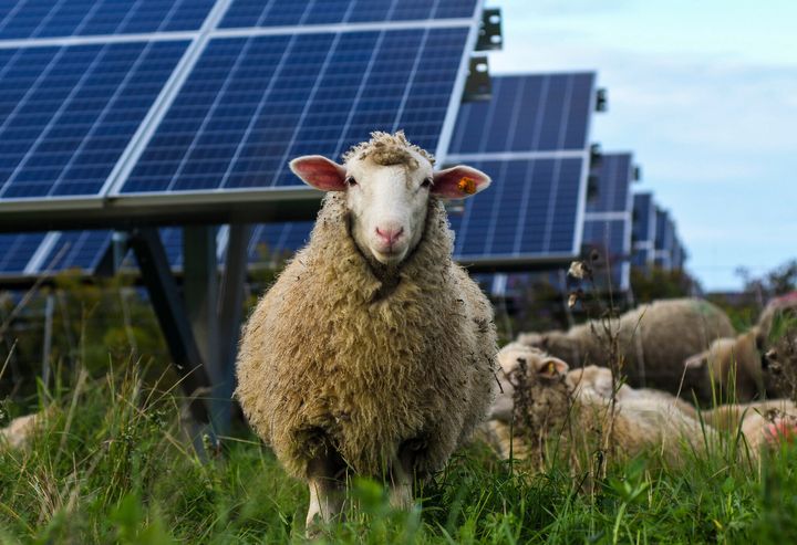 Πρόβατα βόσκουν σε μια ηλιακή φάρμα στο Πανεπιστήμιο Cornell, Νέα Υόρκη, Παρασκευή, 24 Σεπτεμβρίου 2021. Καθώς τα πάνελ απλώνονται σε όλο το τοπίο, οι χώροι γύρω τους μπορούν να χρησιμοποιηθούν για γηγενή χόρτα και λουλούδια που προσελκύουν επικονιαστές όπως μέλισσες και πεταλούδες. Ορισμένες ηλιακές φάρμες χρησιμοποιούνται για τη βοσκή των προβάτων. (AP Photo/Heather Ainsworth)