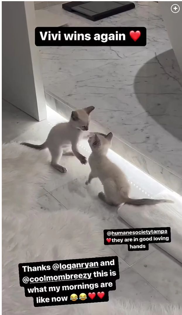 Tom Brady's Siamese-mix kittens.