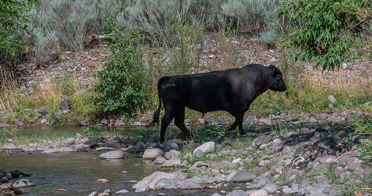 NextImg:150 Feral Cows To Be Gunned Down By Helicopter In New Mexico Next Week