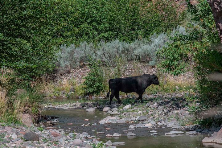 In this photo provided by Robin Silver, a feral bull is seen along the Gila River in the Gila Wilderness in southwestern New Mexico, on July 25, 2020. (©Robin Silver/Center for Biological Diversity via AP)