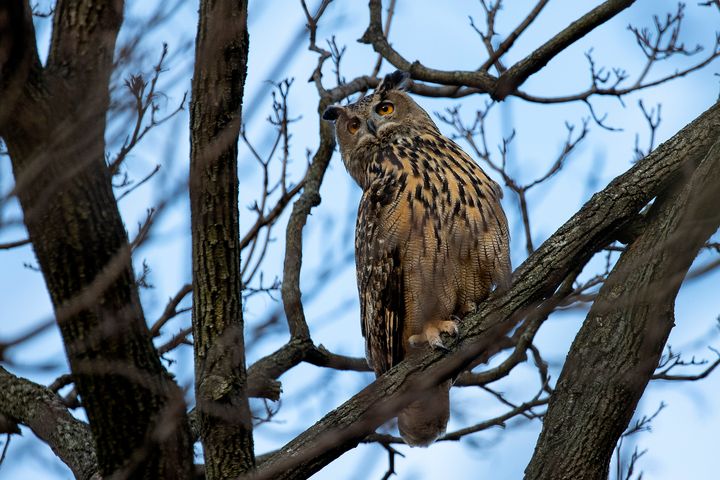 Flaco, a Eurasian eagle owl who escaped from the Central Park Zoo, continues to roost and hunt in Central Park, February 15, 2023 in New York City, New York. 