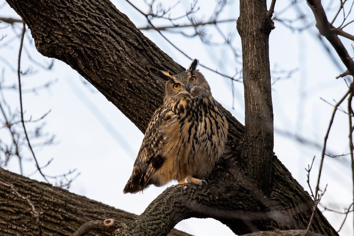 Flaco looks down on Central Park from a tree on Feb. 15