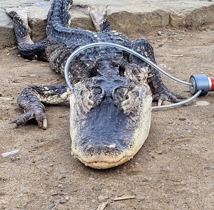 寒いニューヨークの池で見つかり、衰弱した状態のワニ