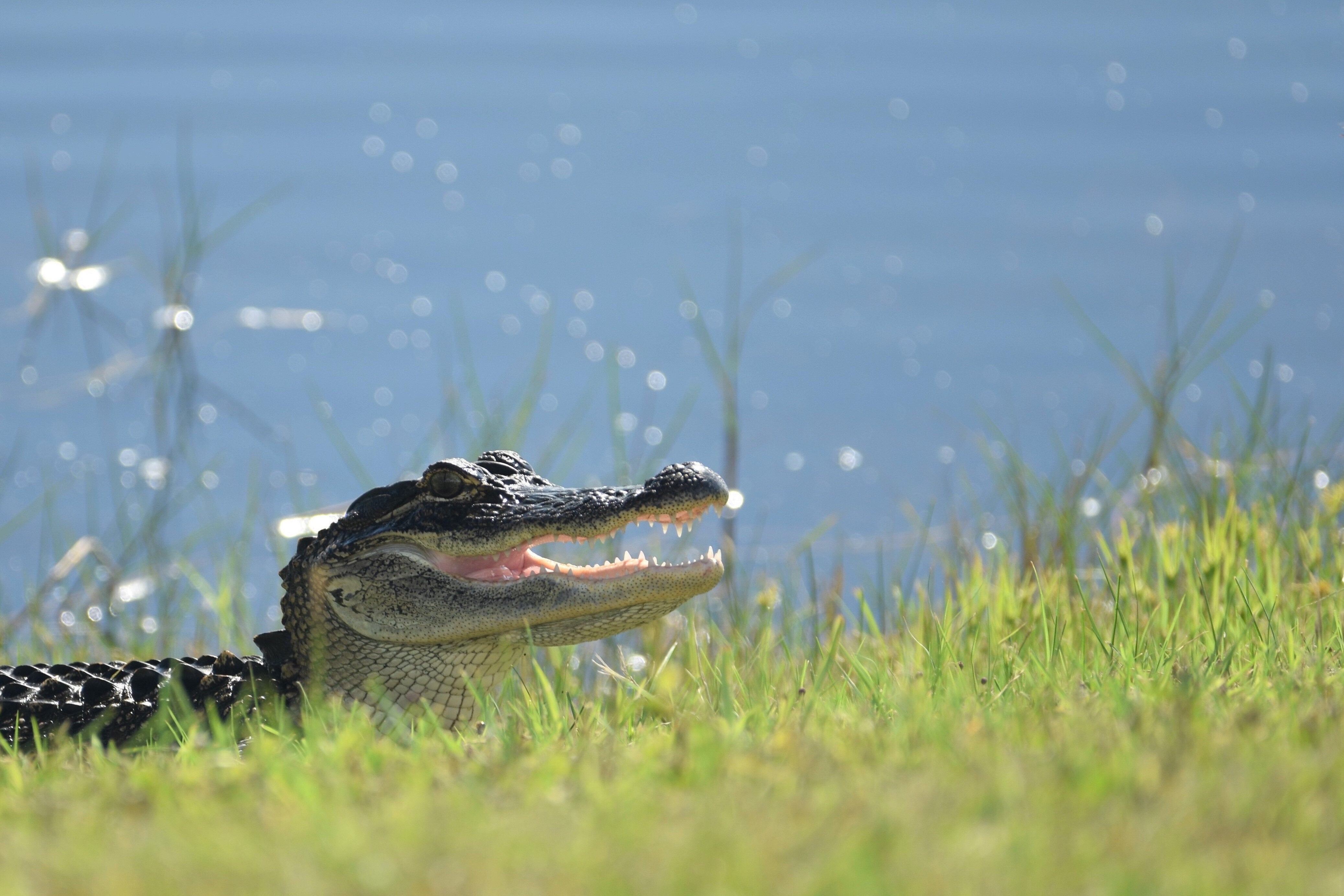 ‘Lethargic’ Alligator Rescued From Brooklyn Lake
