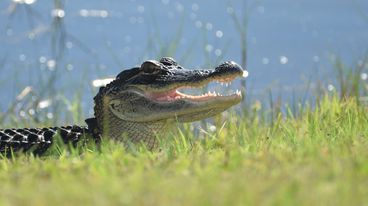 Crocs And Gators