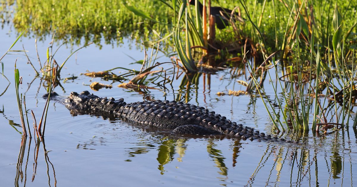 On camera, 85-year-old Florida woman killed by alligator while trying to  protect her dog