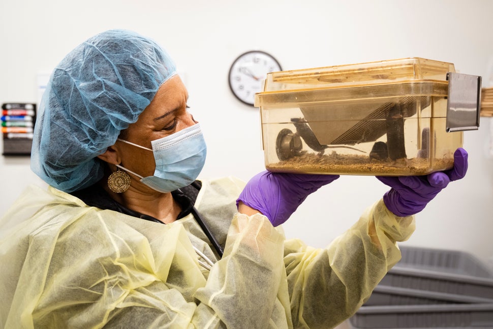 Dr. Donna Jarrell looks at caged mice used for immunology and cancer research in a lab at Massachusetts General Hospital. 