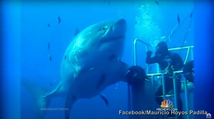 Ο εντυπωσιακός λευκός καρχαρίας με το όνομα Deep Blue ενώ «παίζει» γύρω από το κλουβί με τους δύτες που τον βιντεοσκόπησαν.