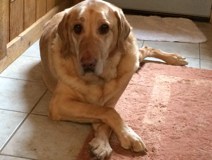 Butters, the author's dog.