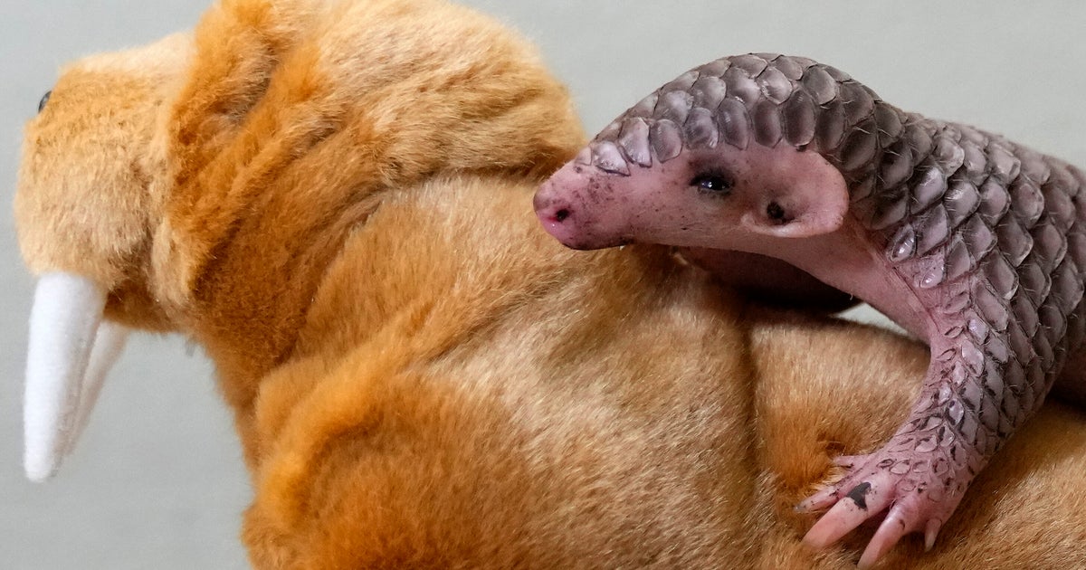 1st Baby Pangolin In Europe Born In Prague Zoo 1st Baby Pangolin In Europe Born In Prague Zoo