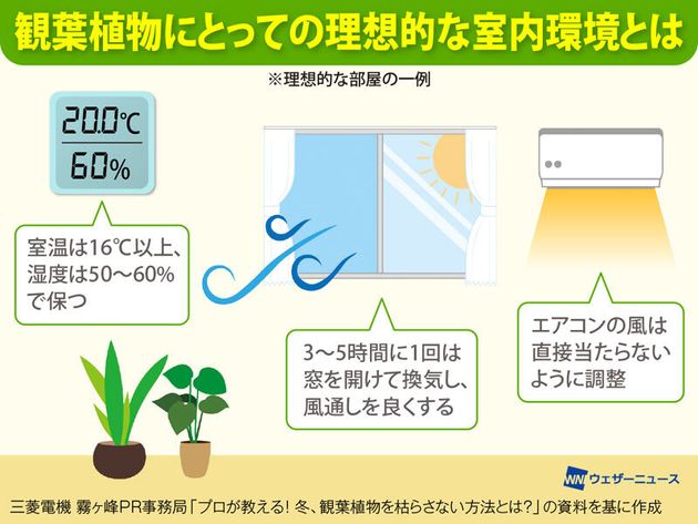 観葉植物にとっての理想的な室内環境とは