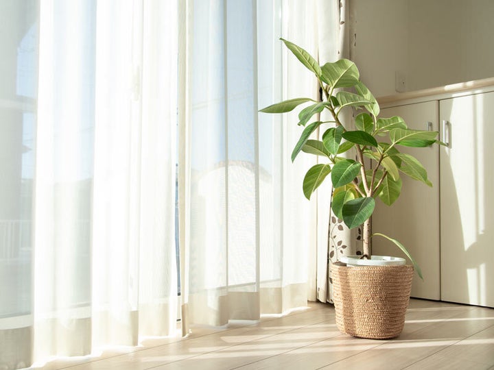 室内にある観葉植物（イメージ画像）