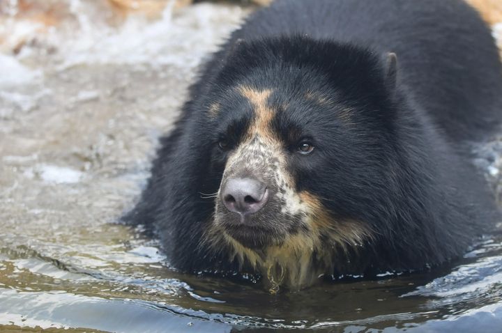 Ben the bear in a photo seen in a press release from the Saint Louis Zoo.