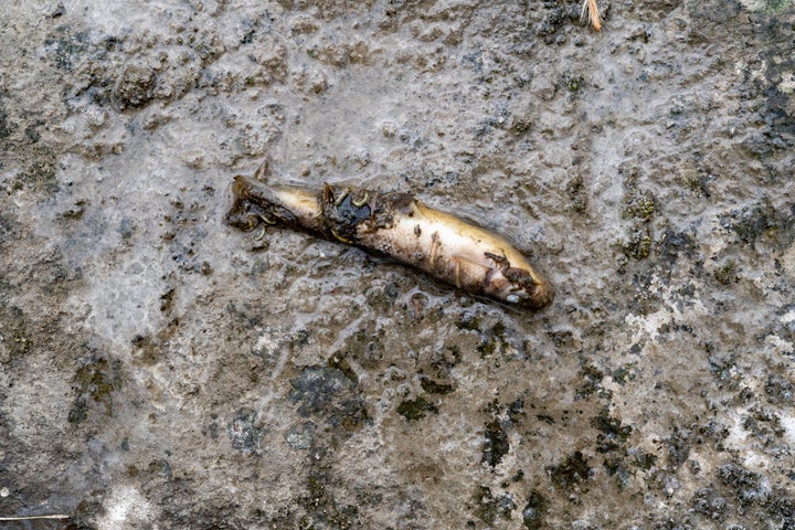 Mary Mertz, director of Ohio’s Department of Natural Resources, said an estimated 38,222 small fish and 5,500 other fish species died as a result of the Norfolk Southern train derailment on Feb. 3, 2023.