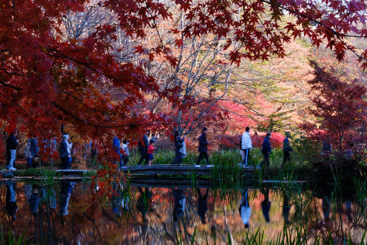 Visitors walk across a bridge at Kumoba Pond, an iconic reflecting pool in Karuizawa known for its vibrant autumn foliage.