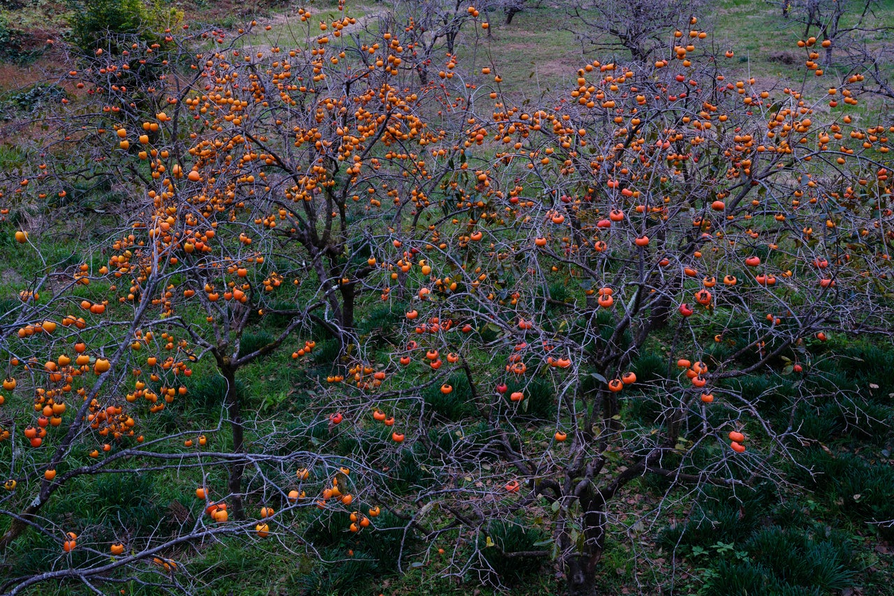 Persimmon trees in Shimanto, Shikoku.