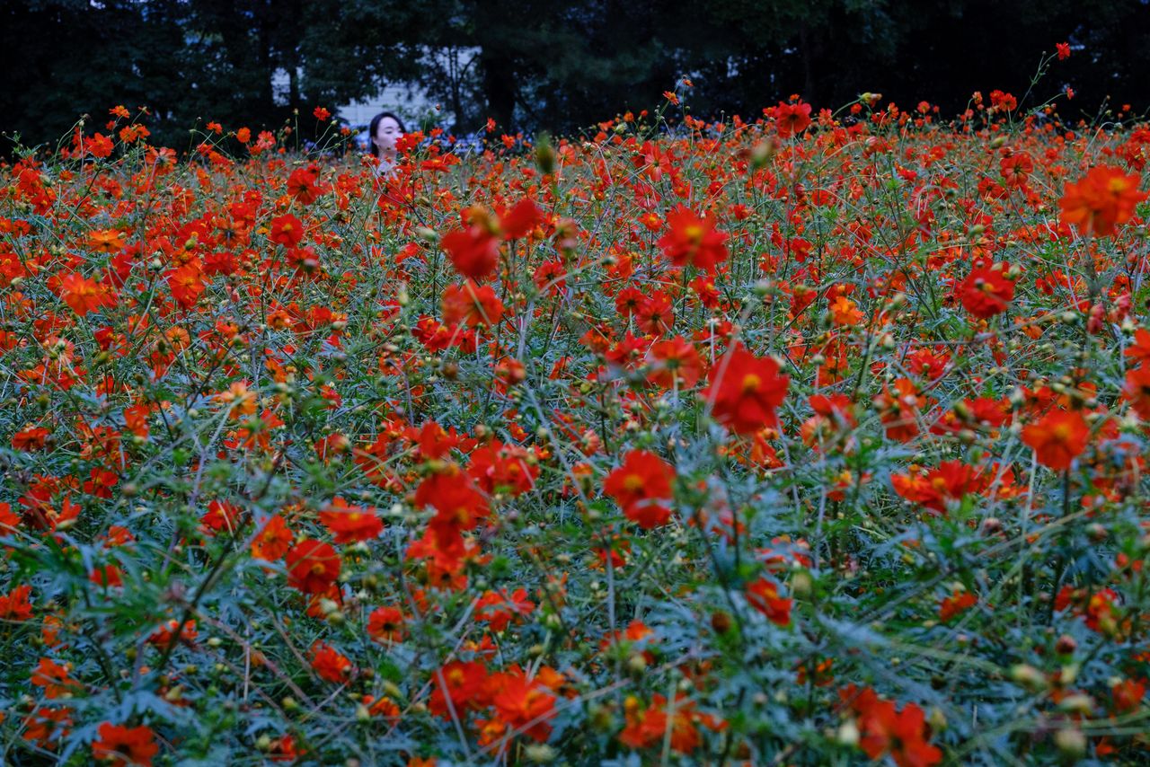 A woman strolls by a field of flowers on a late afternoon in Tokyo's Hamarikyu Garden.
