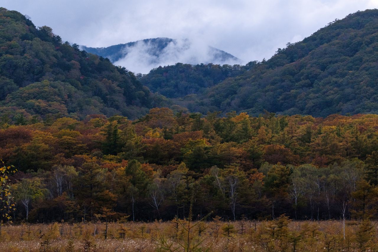 Fall colors at Senjogahara Marsh in Oku-Nikko, Tochigi.