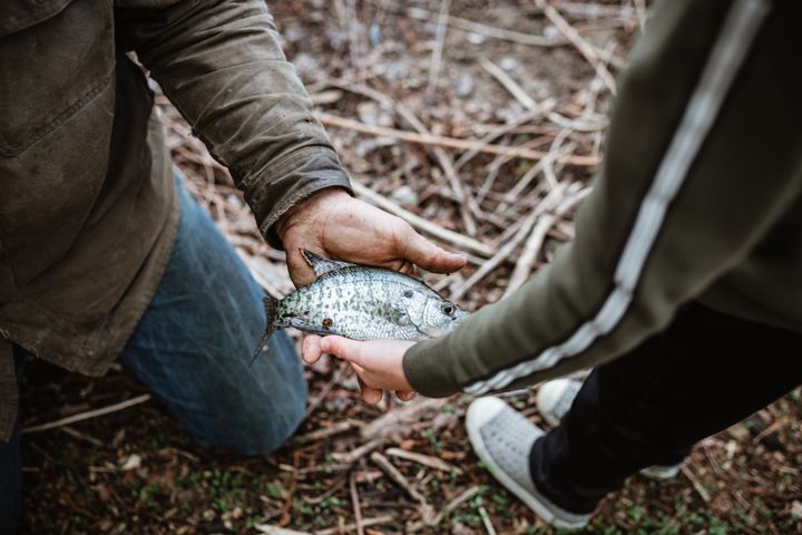 A stock image of two people examining a bluegill, one of the species of fish tested in the new study.