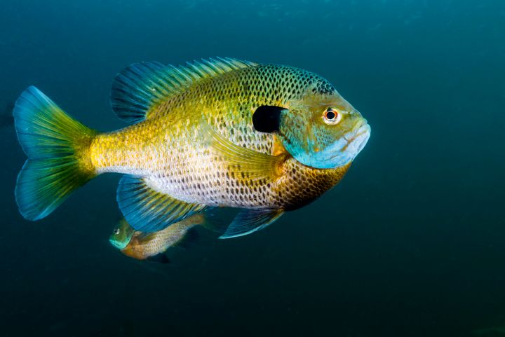 Bluegill were among the species of fish tested in Michigan.