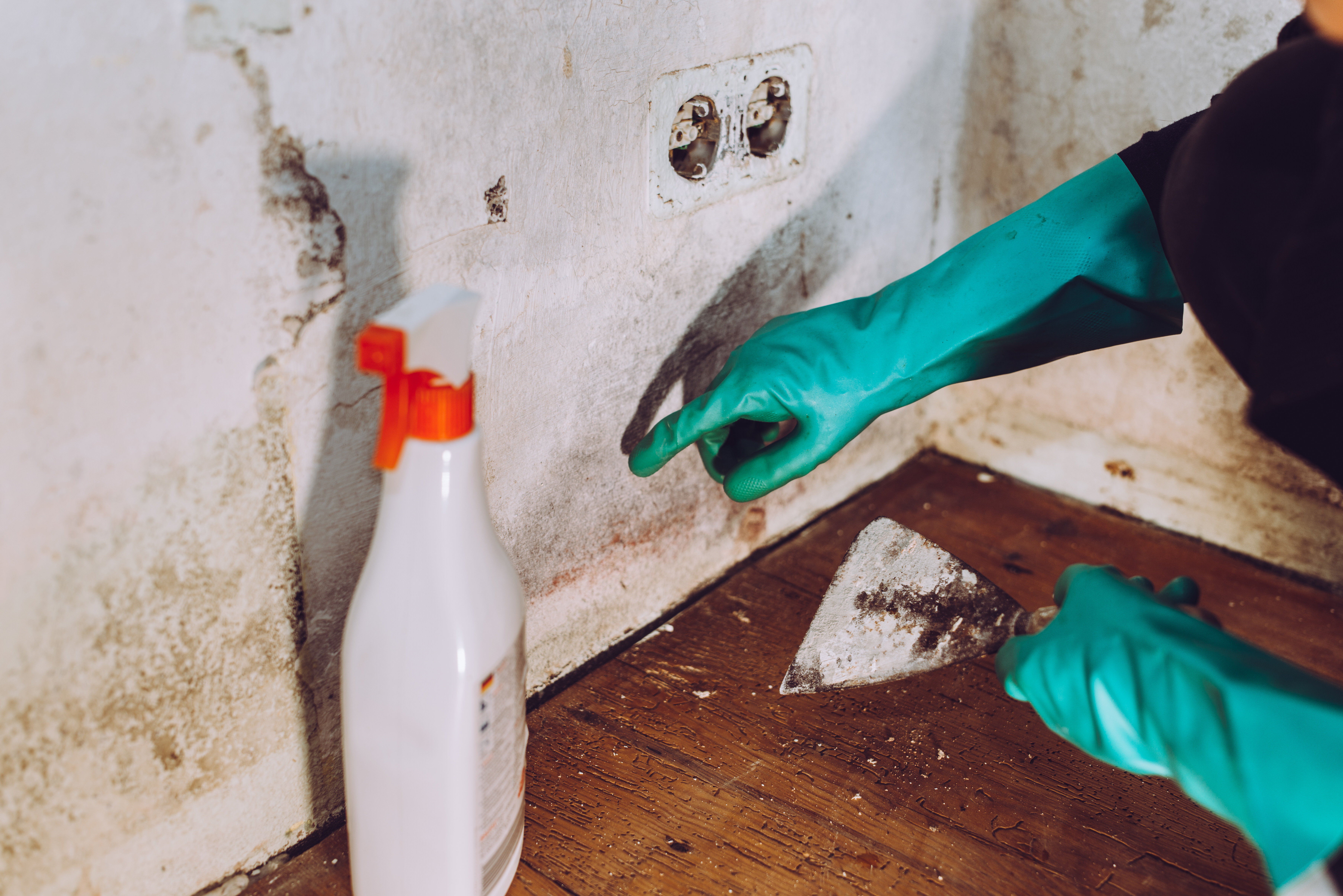 Six Efficient Ways To Banish The Mould From Your Home Once And For All ...