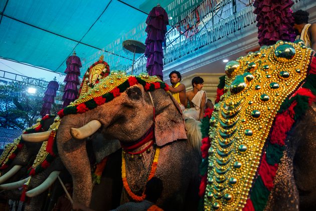 ケララ州の寺院で、祭典でために飾られたゾウ（2018年2月28日）