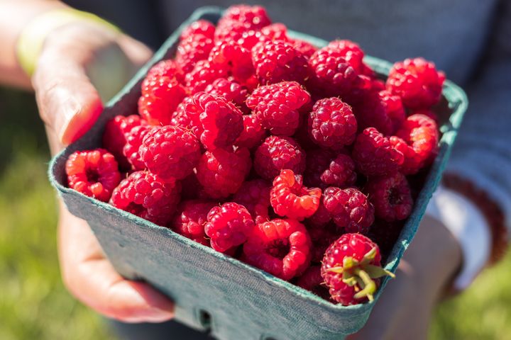 Pile of ripe red raspberries in transport box. Tasty juicy sweet fruit full of nutrients and vitamins. Autumn fruit harvesting in garden.