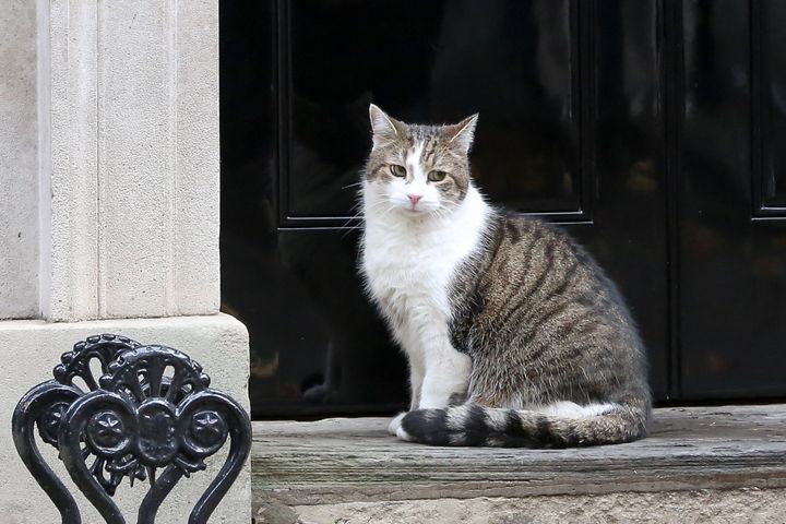 Larry the cat has lived in No.10 Downing Street since 2011