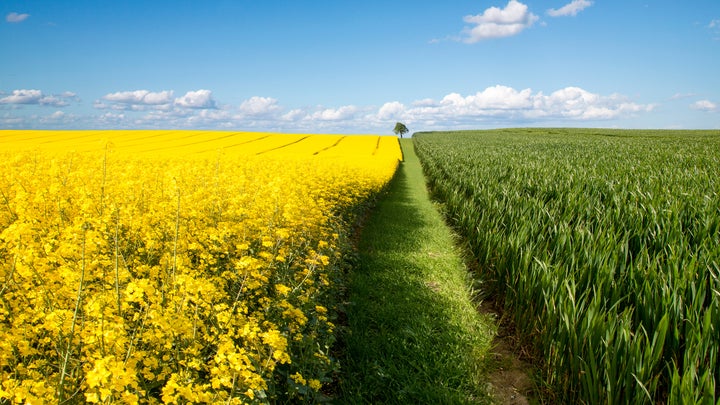 Canola oil is made from rapeseed.