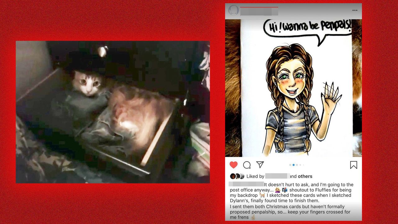 On the left, Fluffies appears in a YouTube video. On the right, Humber thanks Fluffies on Instagram for being her "backdrop" in a photo.