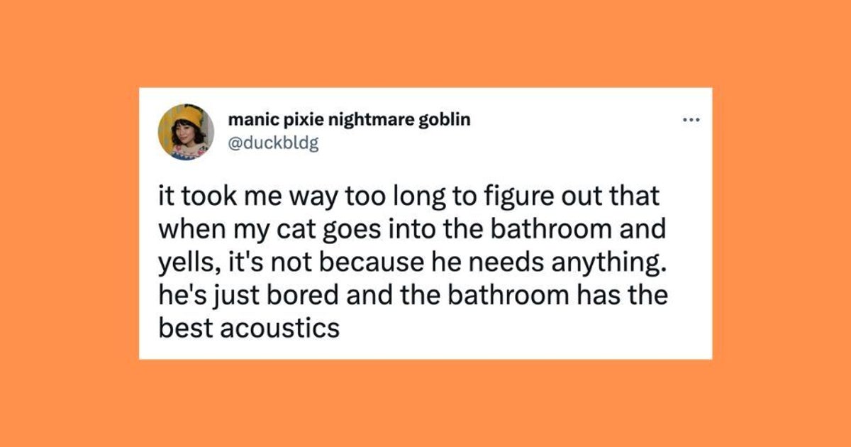 NextImg:20 Of The Funniest Tweets About Cats And Dogs This Week