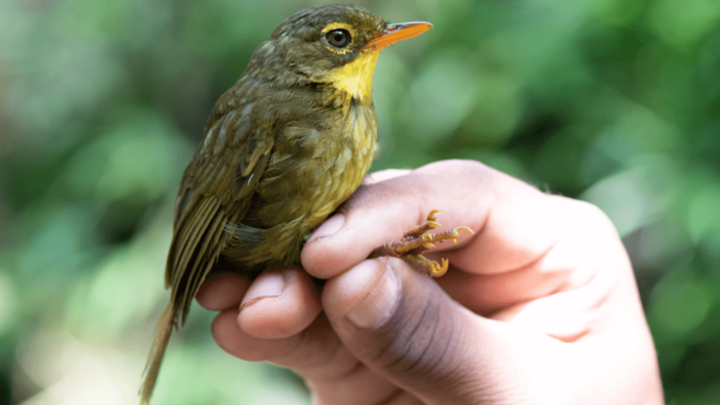 The dusky tetraka in a photo shared in a news release by the American Bird Conservancy. The nonprofit noted that the person whose hand is seen is a "trained professional" with the necessary permits to handle the bird.