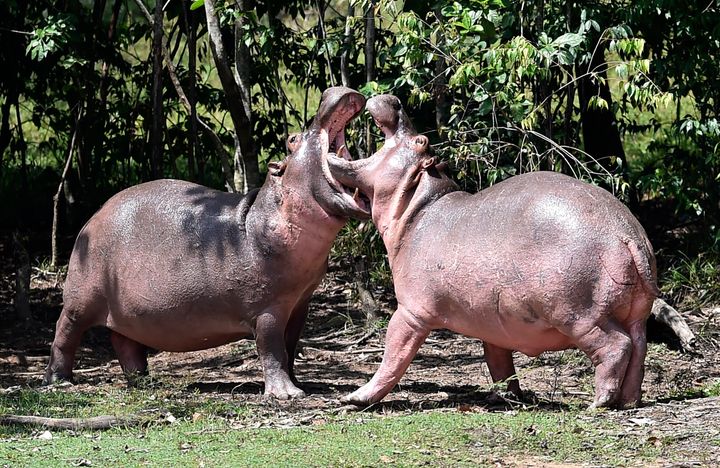 The hippos are reportedly threatening local biodiversity and crowding out other animals.