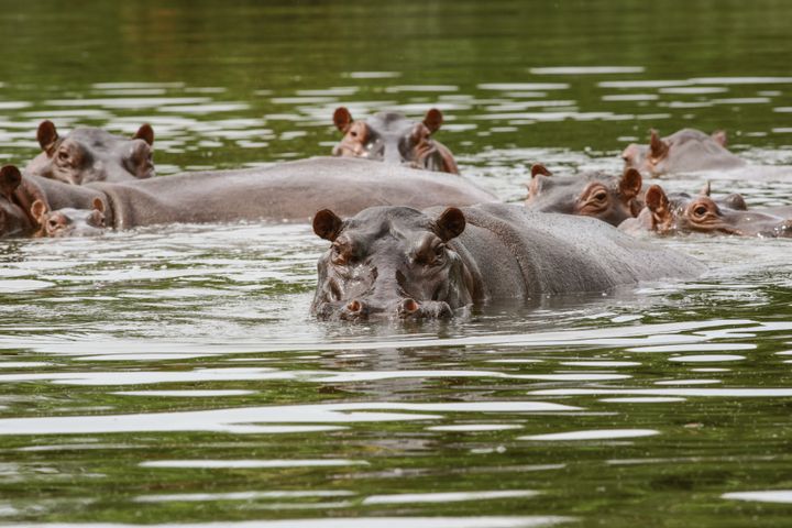 Pablo Escobar's hippos have moved beyond the limits of his ranch and into local rivers.