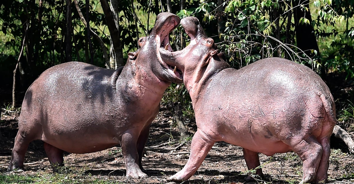 NextImg:Pablo Escobar's Invasive 'Cocaine Hippos' To Be Relocated To Continents Around The World