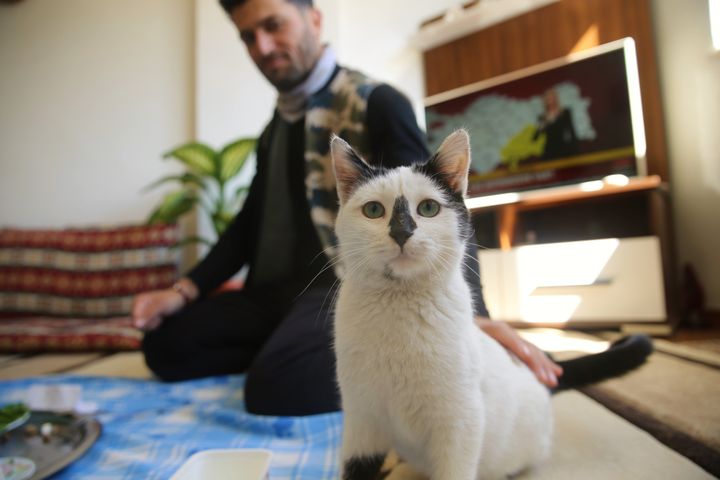 アリ・カカスさんがマルディンの自宅に連れて帰った猫「エンカス」（2023年2月18日撮影）