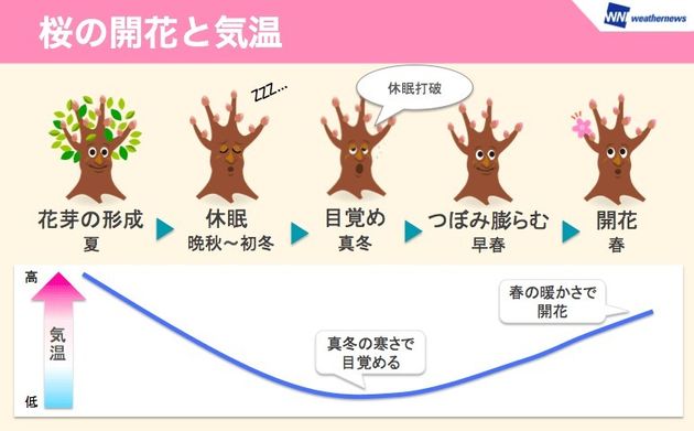 桜の開花と気温