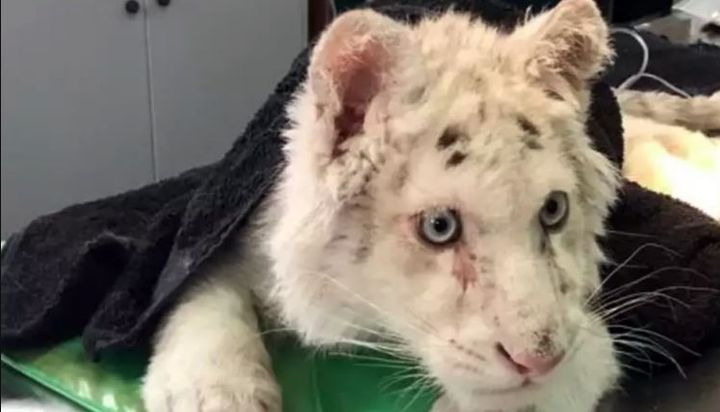 Tο λευκό τιγράκι που βρέθηκε δίπλα σε κάδο σκουπιδιών στο Αττικό Πάρκο.