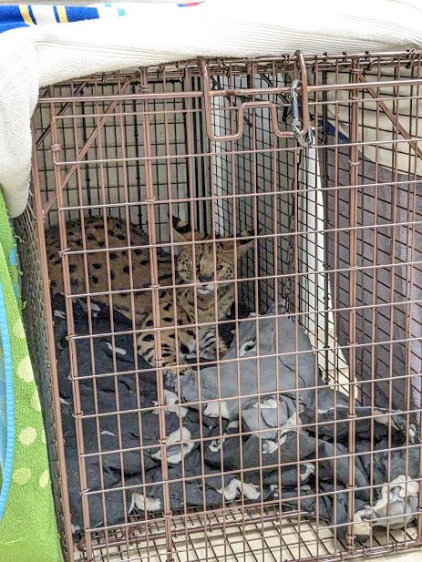A serval cat that tested positive for cocaine has been taken from its owner and is now being cared for at the Cincinnati Zoo.
