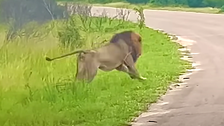  Massive Lion Spots A Young Hyena Wandering Alone On The Road. Gulp.
