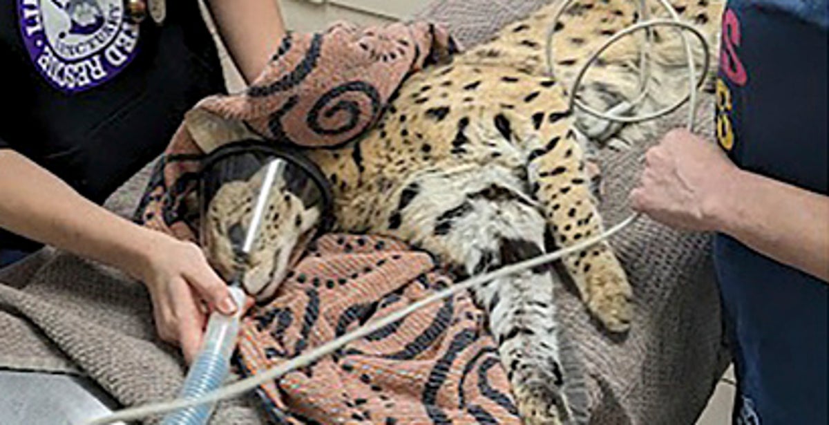 NextImg:‘Cocaine Cat’ That Escaped Owner Will Now Live At Cincinnati Zoo