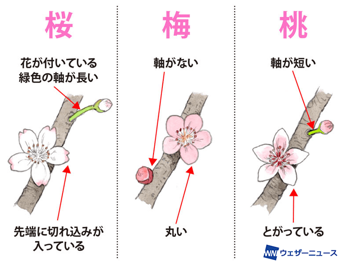 ウェザーニュース